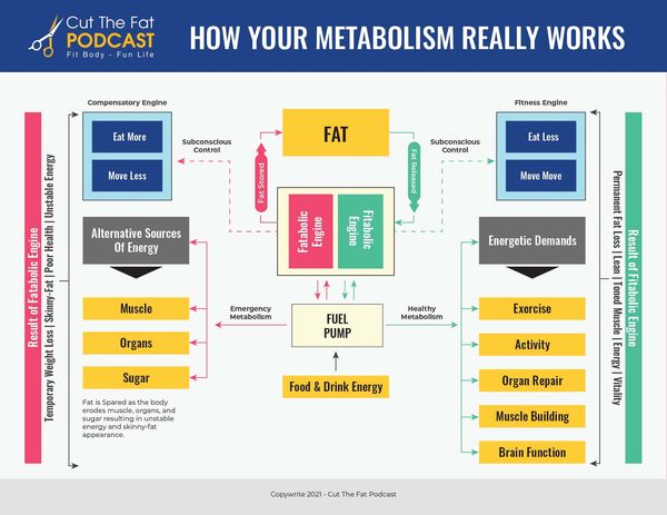 How Metabolism ReallyWorks