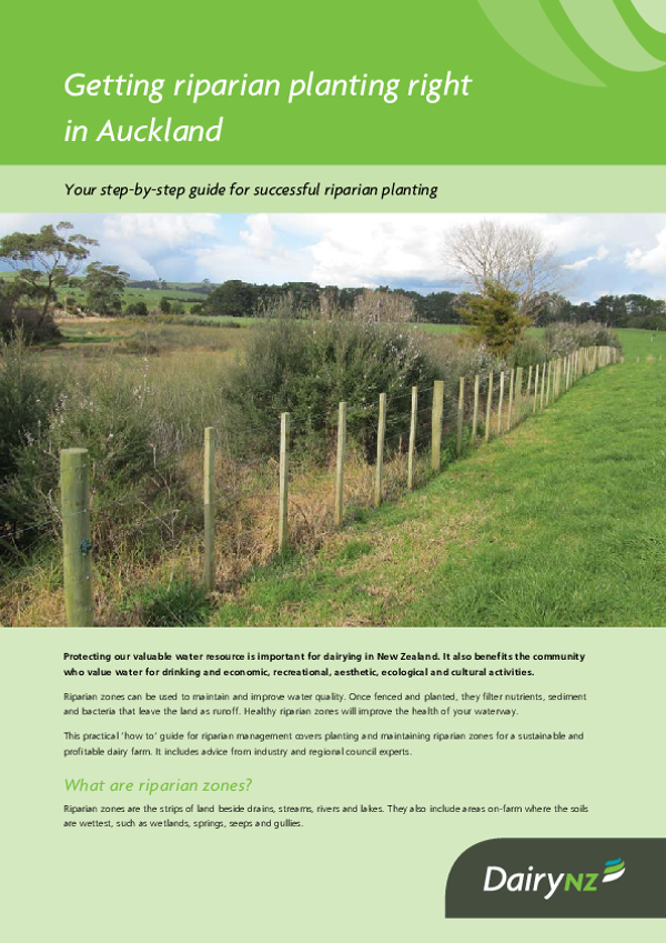 Getting riparian planting right in Auckland - Dairy NZ